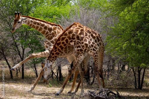 Giraffe bulls necking and fighting