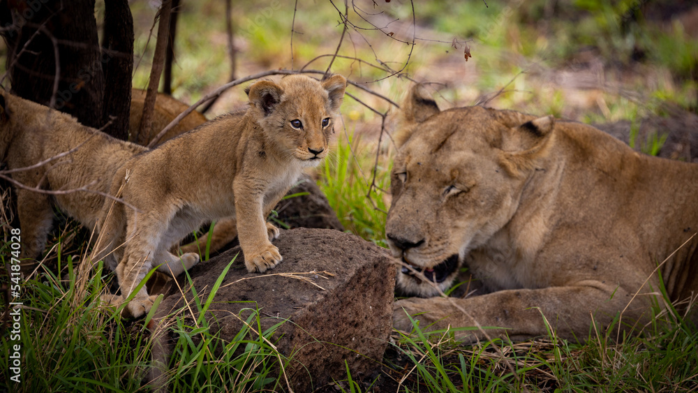 a Cute small lion cub 
