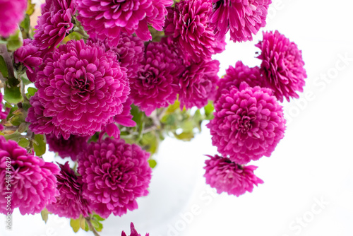 Pink chrysanthemum flowers in vase on white background. Beautiful bouquet of bright autumn flowers on table. Top view, copy space.