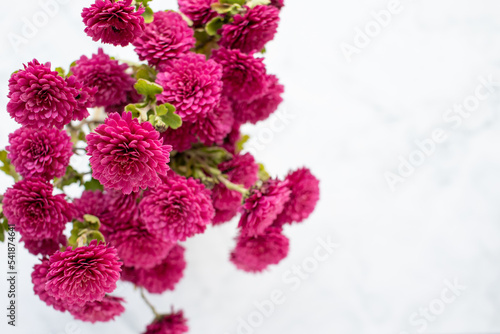 Pink chrysanthemum flowers in vase on white background. Beautiful bouquet of bright autumn flowers on table. Top view, copy space.