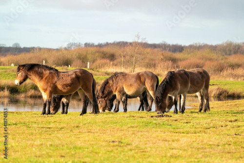 A herd of wild Exmoor ponies  against a blue sky in a nature reserve in Fochteloo  The Netherlands. Selective focus  food  blue  sun.