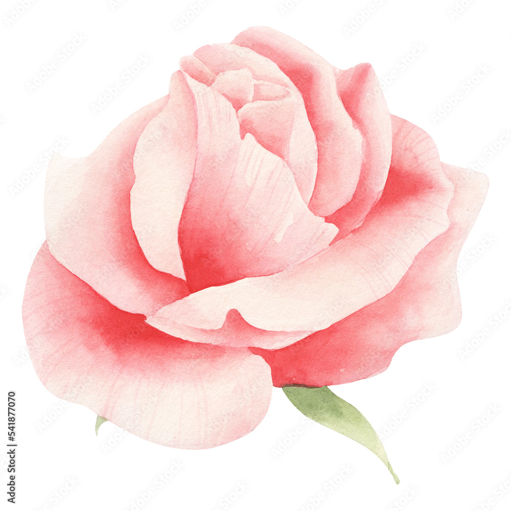 Watercolor pink rose isolated. Floral illustration with rose. Stock ...