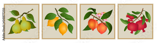 Abstract fruit posters. Plant branches. Pomegranate or lemon. Natural leaves and flowers. Pear or peach. Organic food. Orange harvest. Vintage nature cards set. Vector current illustration
