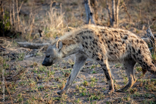 A close-up of a spotted hyena walking through the African bush veld. © Tekweni