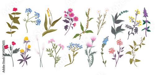Spring flowers set, plant branch, summer bouquet. Botanical hand drawn flora, wild herbs, pink floral decorative elements, wedding decor, exact boho botany. Vector isolated illustration