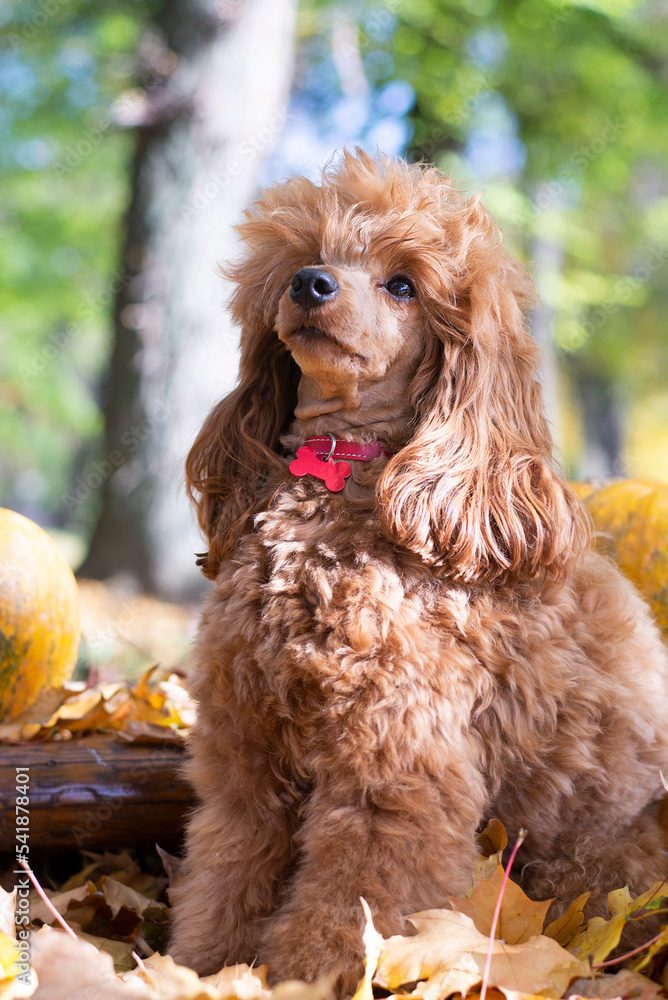 Red Poodle , dog is standing in an autumn leaf