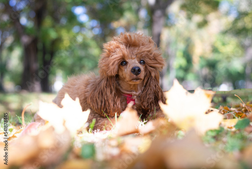 Red Poodle , dog is standing in an autumn leaf