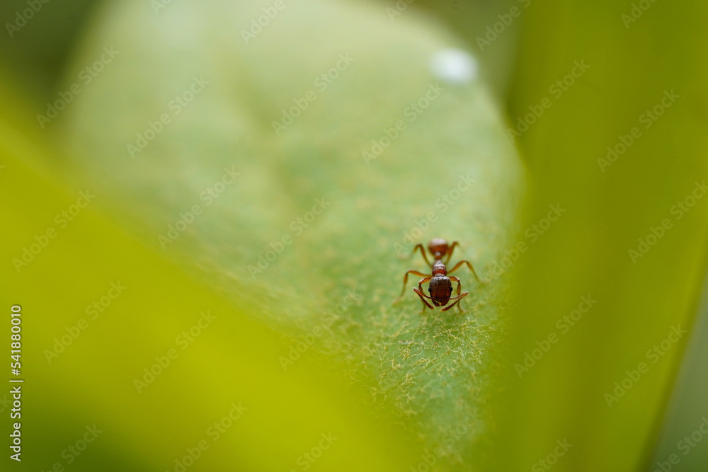 red ant on green plant red ant on green plant