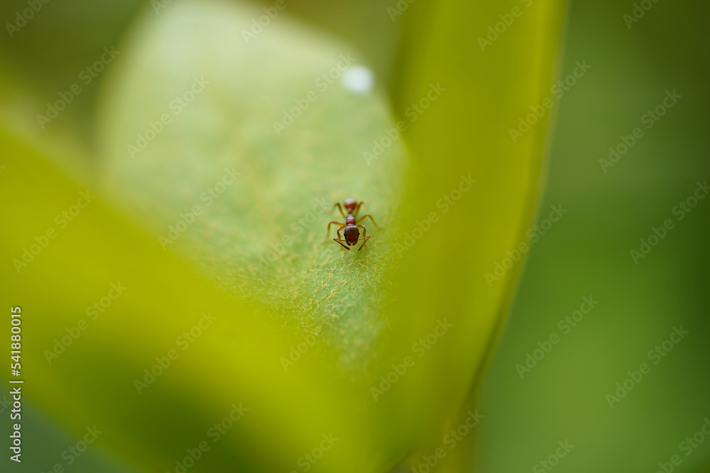 red ant on green plant red ant on green plant