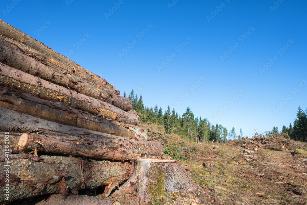 Felled trees in a stack on a clearcutting area Felled trees in a stack on a clearcutting area