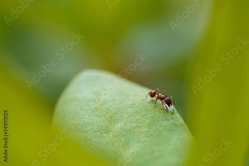 red ant on green plant