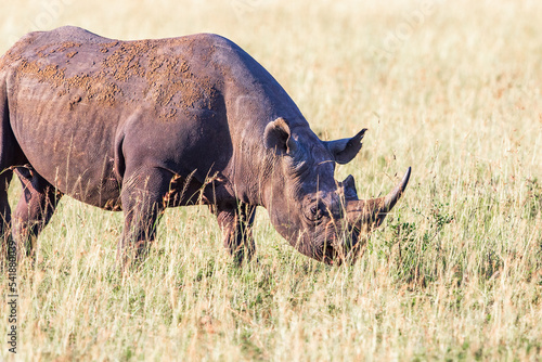 Rhino on the savanna in Maasai Mara nature reserve in Kenya