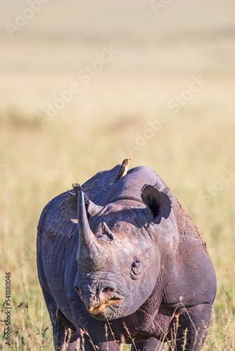 Black rhino with a oxpecker on the back