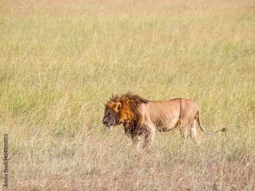 Male lion walking in high grass on the savanna