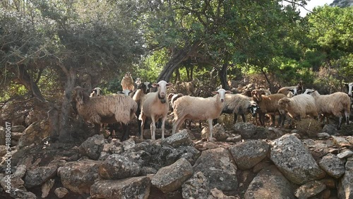 A small flock of domestic sheep grazing in a mountainous area