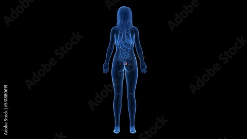 3d rendered medical animation of a bladder tumor photo