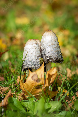 Wall Mural Shaggy Ink Cap Mushroom.Coprinus comatus.