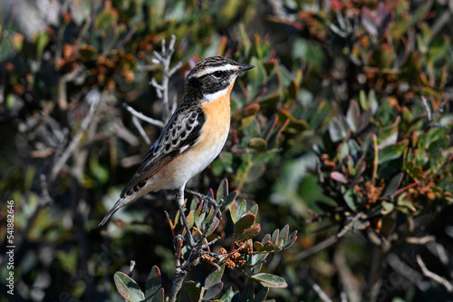 Braunkehlchen // Whinchat (Saxicola rubetra) - Vogel des Jahres 2023 photo