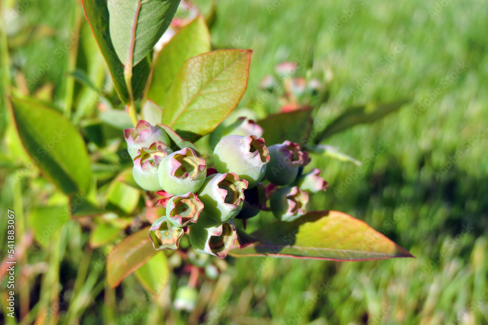 A close-up of unripe green northern highbush blueberry fruit and green leaves in the sunlight, blurred grass in the background A close-up of unripe green northern highbush blueberry fruit and green leaves in the sunlight, blurred grass in the background
