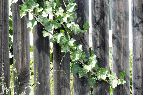 An evergreen common ivy in the sunlight climbing up an old wooden fence made of planks