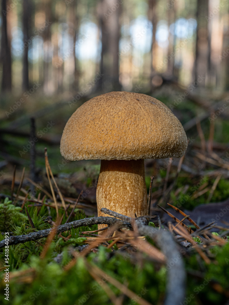 Pilz Stock Photo | Adobe Stock