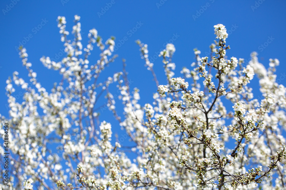 White flowers bloom in the trees. Spring landscape with blooming sakura tree. Beautiful blooming garden on a sunny day. Copy space for text. White flowers bloom in the trees. Spring landscape with blooming sakura tree. Beautiful blooming garden on a sunny day. Copy space for text.