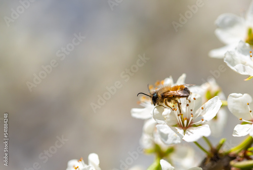 Bee on a flower of the white cherry blossoms. White flowers bloom in the trees. Spring landscape with blooming sakura tree. Beautiful blooming garden on a sunny day. Copy space for text.