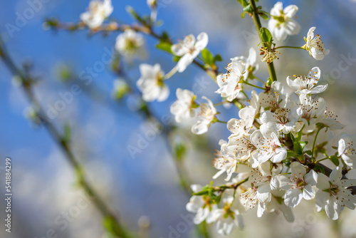 White flowers bloom in the trees. Spring landscape with blooming sakura tree. Beautiful blooming garden on a sunny day. Copy space for text.