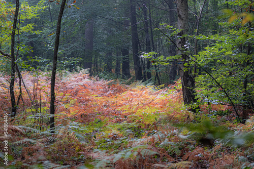 forest in autumn