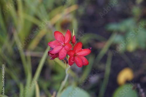Hesperantha coccinea, the river lily, or crimson flag lily (syn. Schizostylis coccinea Backh. + Harv.), is a species of flowering plant in the iris family Iridaceae. photo