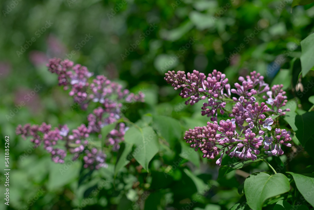 Lilac flowers bloom in spring. Lilac flowers bloom in spring.