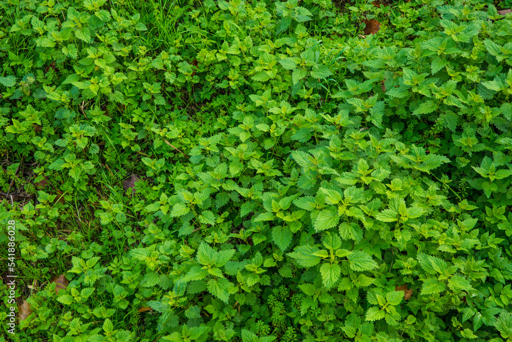 stinging nettles in a full frame stinging nettles in a full frame