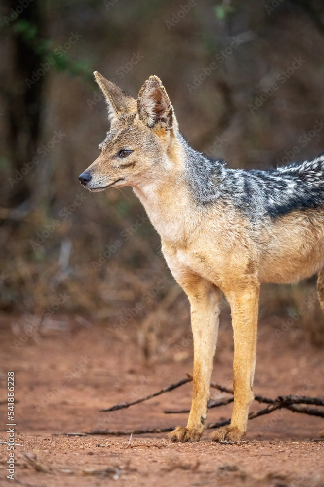 Close-up of black-backed jackal standing on track Close-up of black-backed jackal standing on track