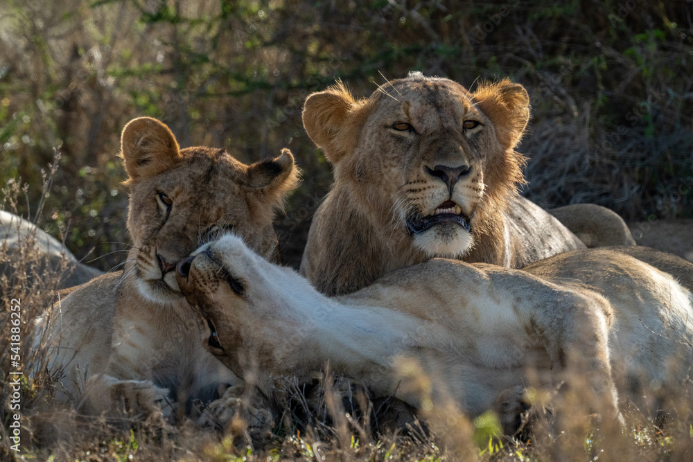 Close-up of lion lying beside nuzzling lionesses Close-up of lion lying beside nuzzling lionesses