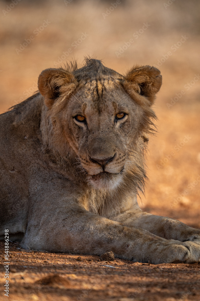 Close-up of male lion lying eyeing camera Close-up of male lion lying eyeing camera