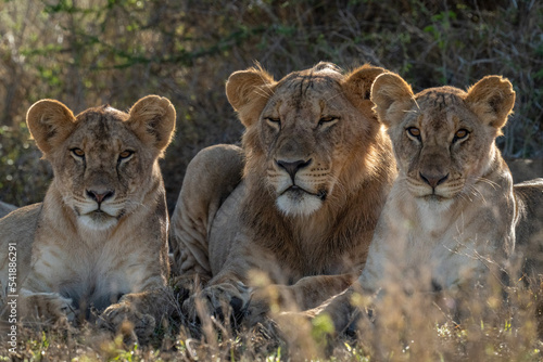 Close-up of male lion lying between lionesses