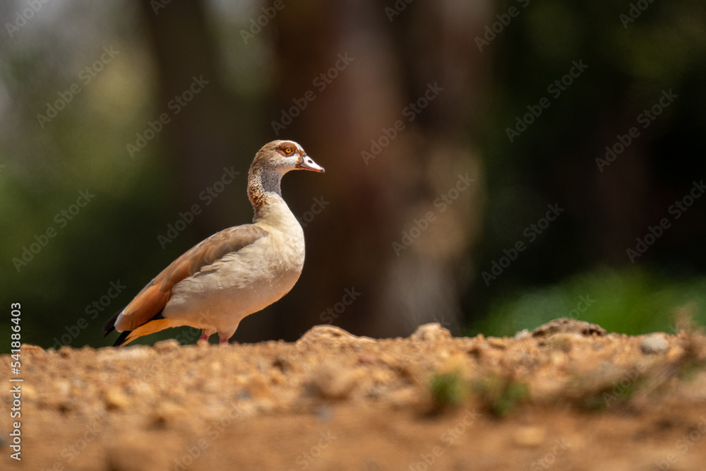 Obraz premium Egyptian goose in profile on stony ground