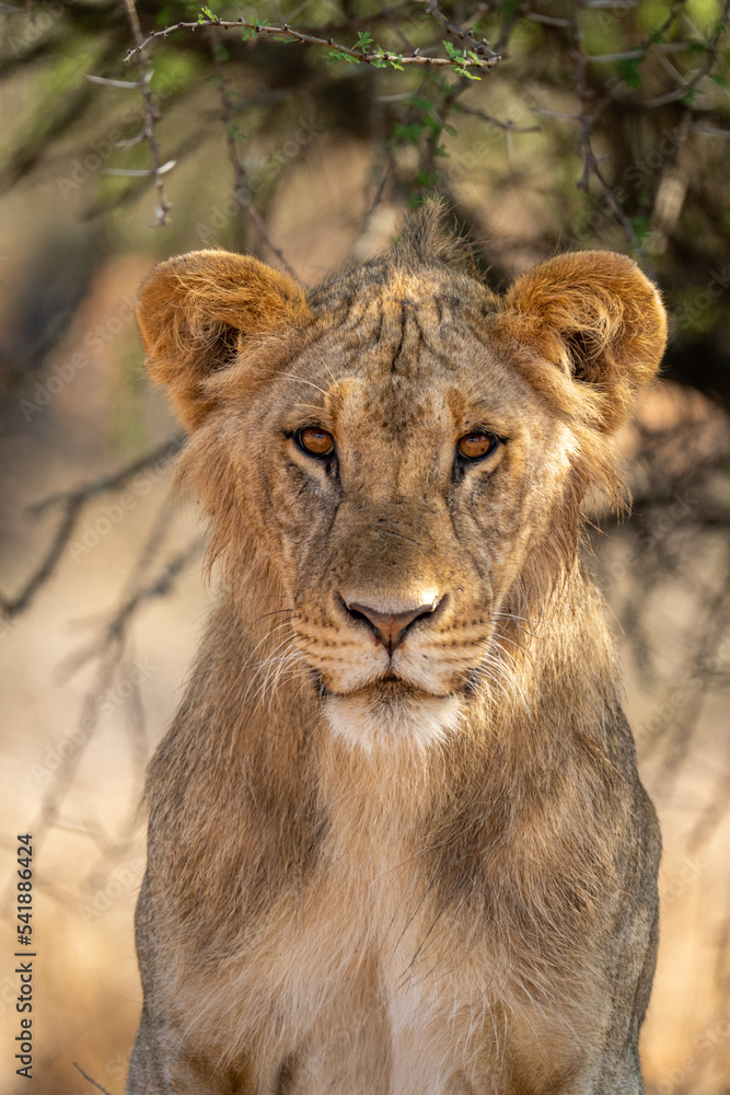 Close-up of young male lion sitting staring