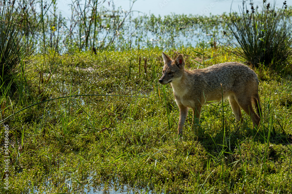 Fototapeta premium black backed jackal