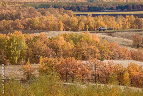 autumn forest in the morning