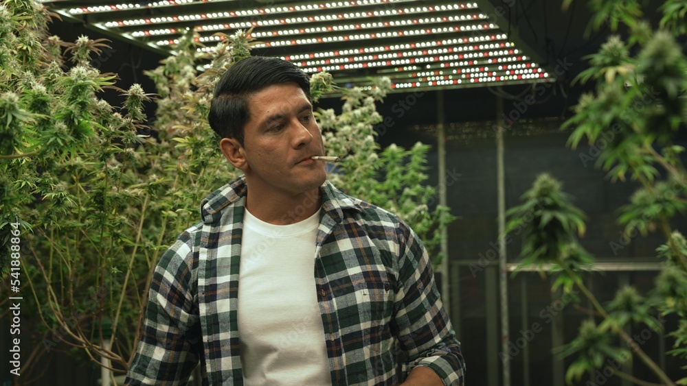 Marijuana farmer smoking rolled marijuana weed joint in curative