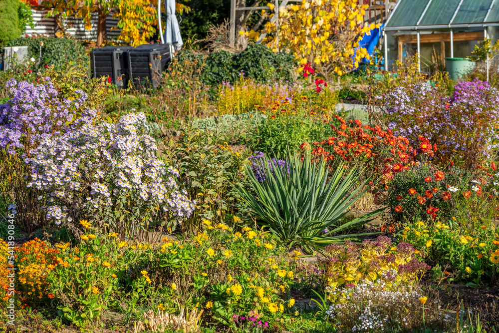 herbstliches Blumenbeet im Garten Stock Photo Adobe Stock
