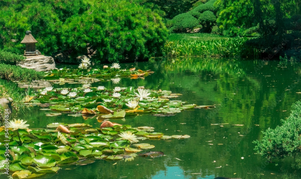 Hemingbrough Pond Scenic view of the pond with water lilies in the beautiful park on a ...