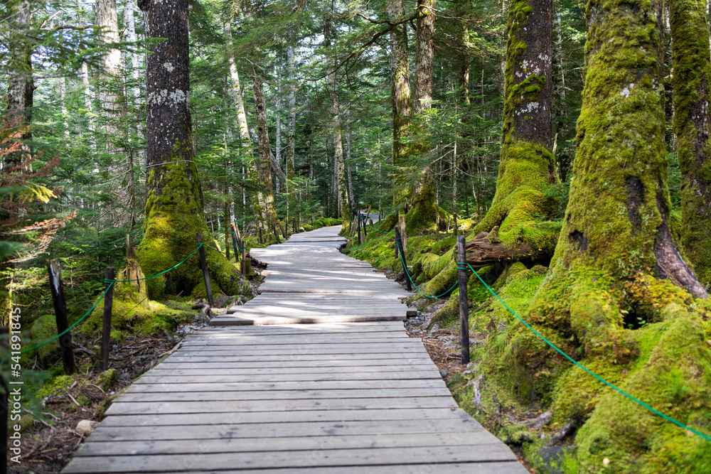 Obraz premium 白駒池の木道