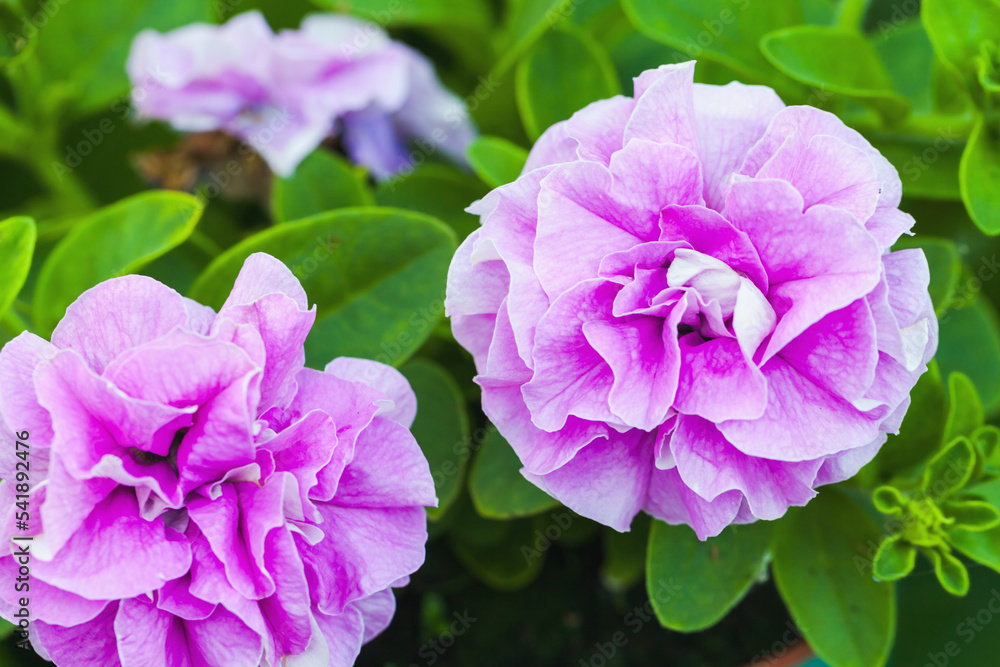 Pink petunia terry flowers, close-up outdoor photo Pink petunia terry flowers, close-up outdoor photo