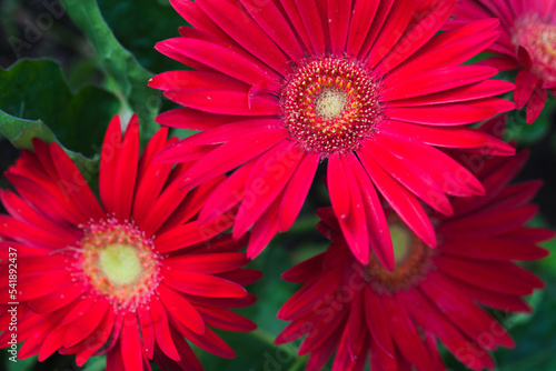 Red gerbera flowers grow in a summer garden, close up photo