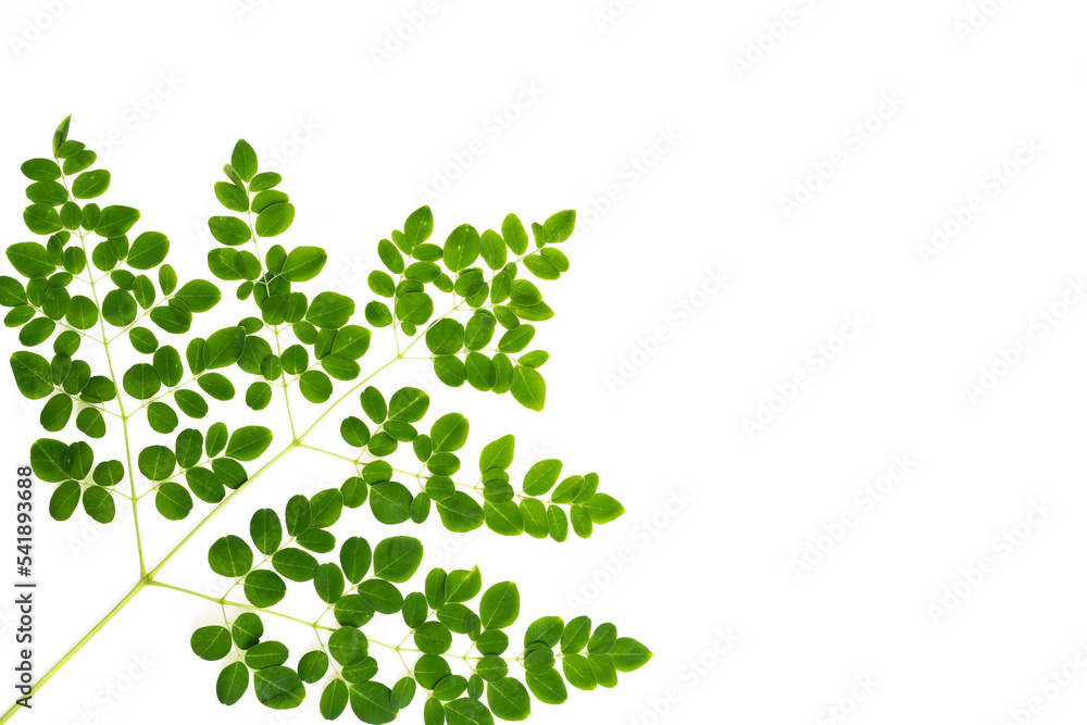 Moringa leaf isolated on white background Moringa leaf isolated on white background