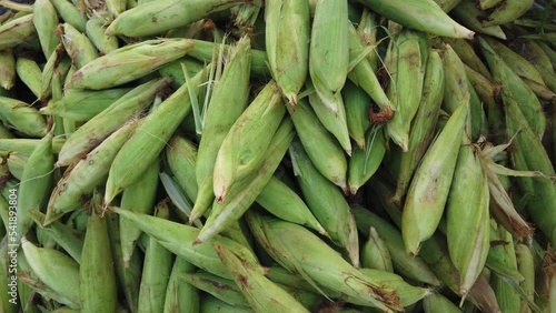 sweet corn with green covering sale in India photo