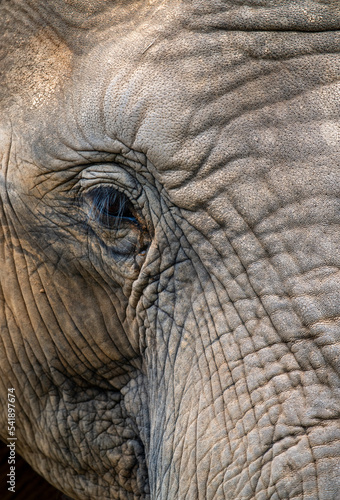 close up of an elephant head