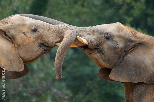 Canvas Print two baby elephants fight against each other